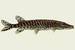 Hecht